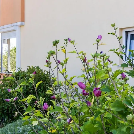 Elly Apartament Novigrad (Istria)